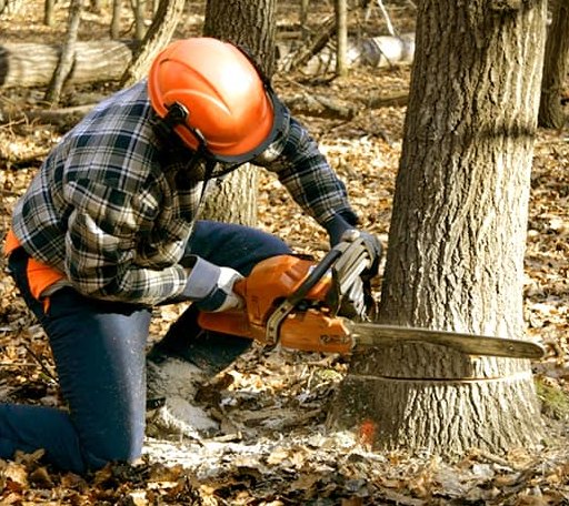 Tree Removal in Milford, KS
